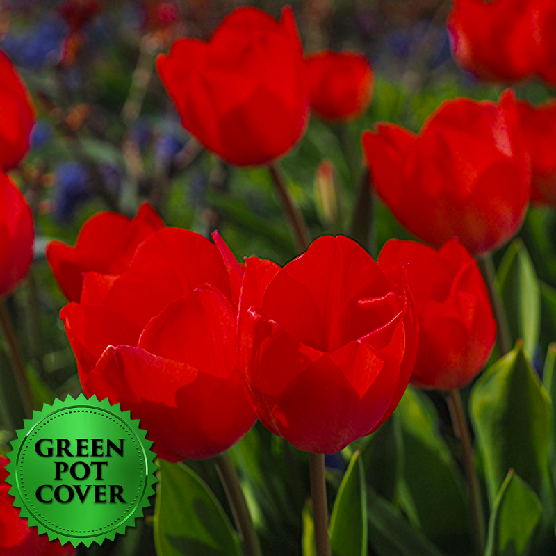 Tulips Red (8 per case) w/ Green Pot Cover