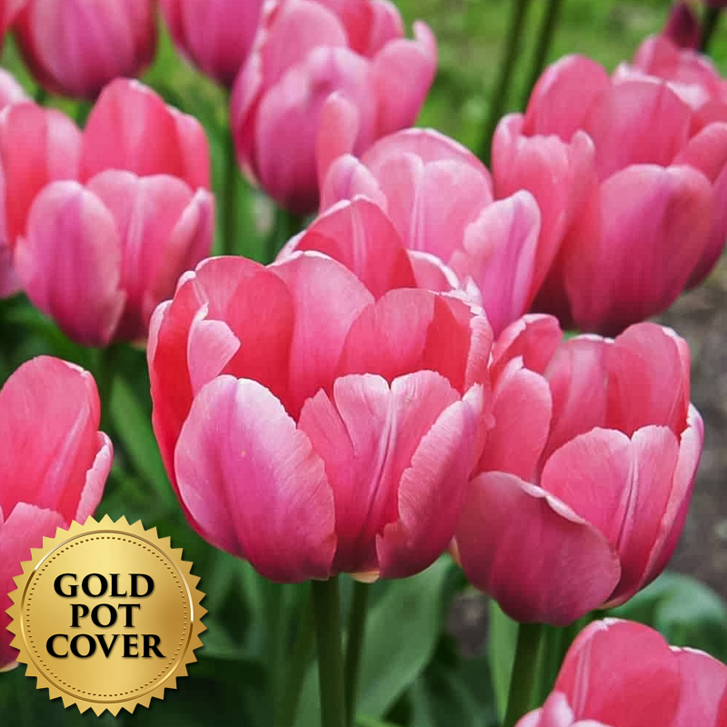 Tulips Pink (8 per case) w/ Gold Pot Cover