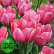 Tulips Pink (8 per case) w/ Green Pot Cover