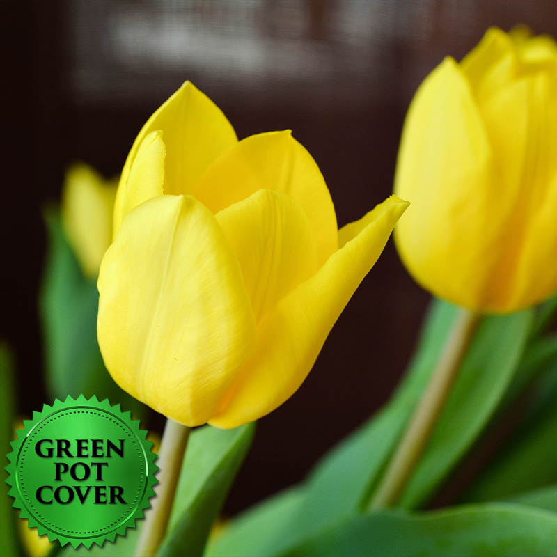 Tulips Yellow (8 per case) w/ Green Pot Cover