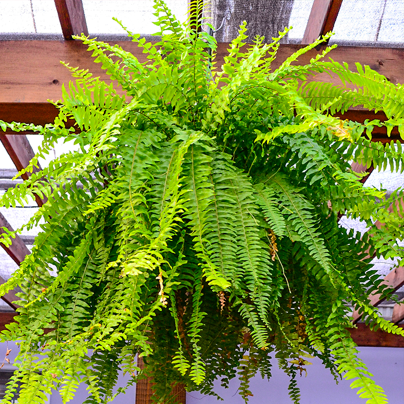 Boston Fern 10" Hanging Basket (each)