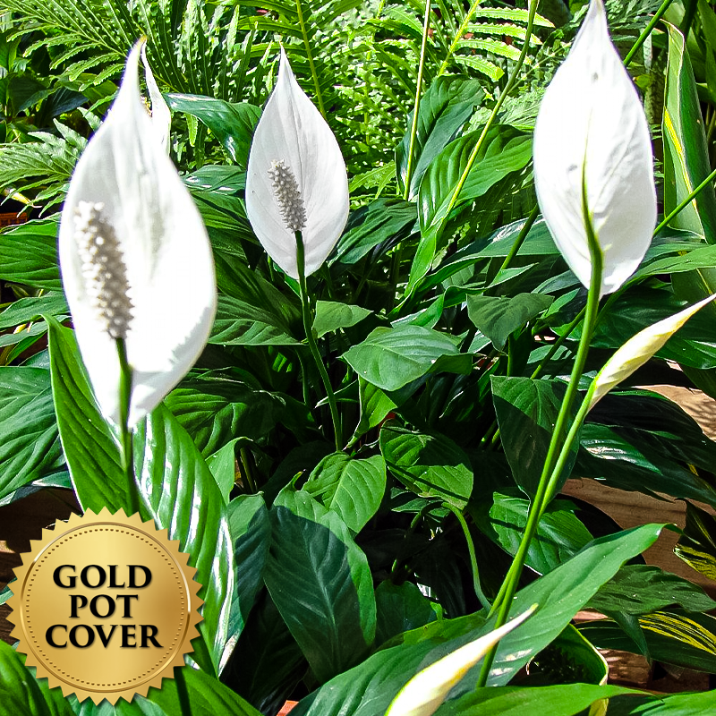Peace Lily (each) w/ Gold Pot Cover