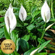 Peace Lily (each) w/ Gold Pot Cover