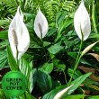 Peace Lily (each) w/ Green Pot Cover