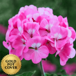 Geraniums Pink (10 per case) w/ Gold Pot Cover