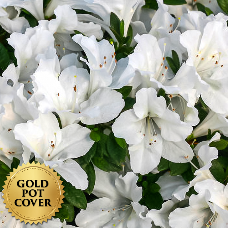 Azaleas White (6 per case) w/ Gold Pot Cover
