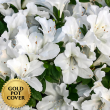 Azaleas White (6 per case) w/ Gold Pot Cover