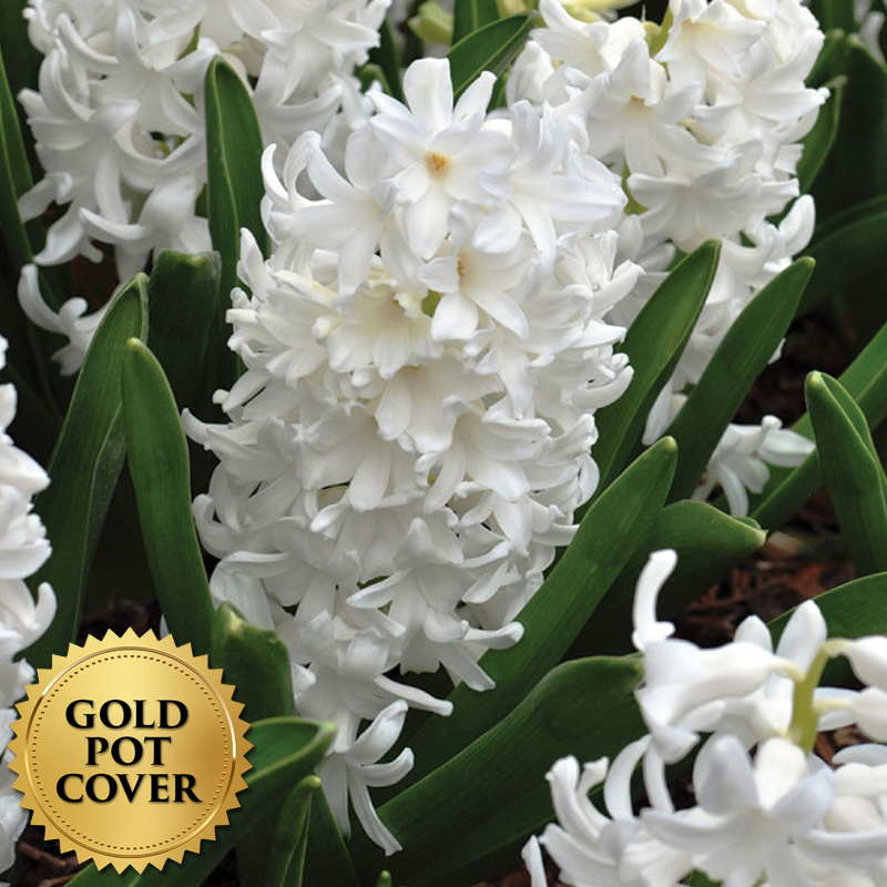 Hyacinths White (8 per case) w/ Gold Pot Cover