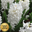 Hyacinths White (8 per case) w/ Gold Pot Cover
