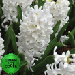 Hyacinths White (8 per case) w/ Green Pot Cover