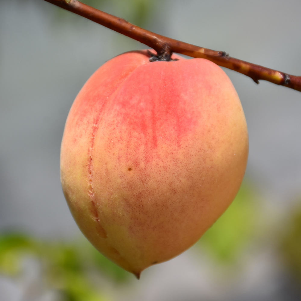 PEACH 'BELLE OF GEORGIA' 7G DWF