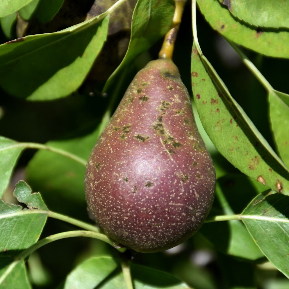 PEAR 'SECKEL' 7G DWARF