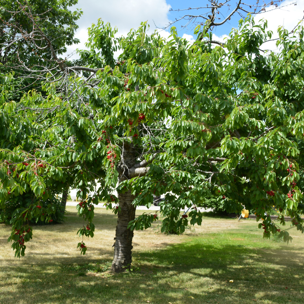 CHERRY 'BING'(BLACKYORK) 15GSDWF