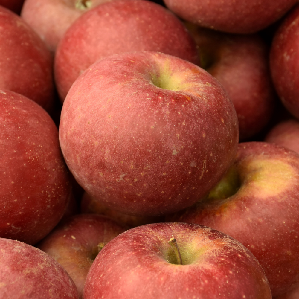 APPLE 'WINESAP' 15G SEMIDWARF