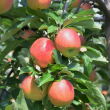 APPLE 'ROYAL GALA' 7G SEMIDWF