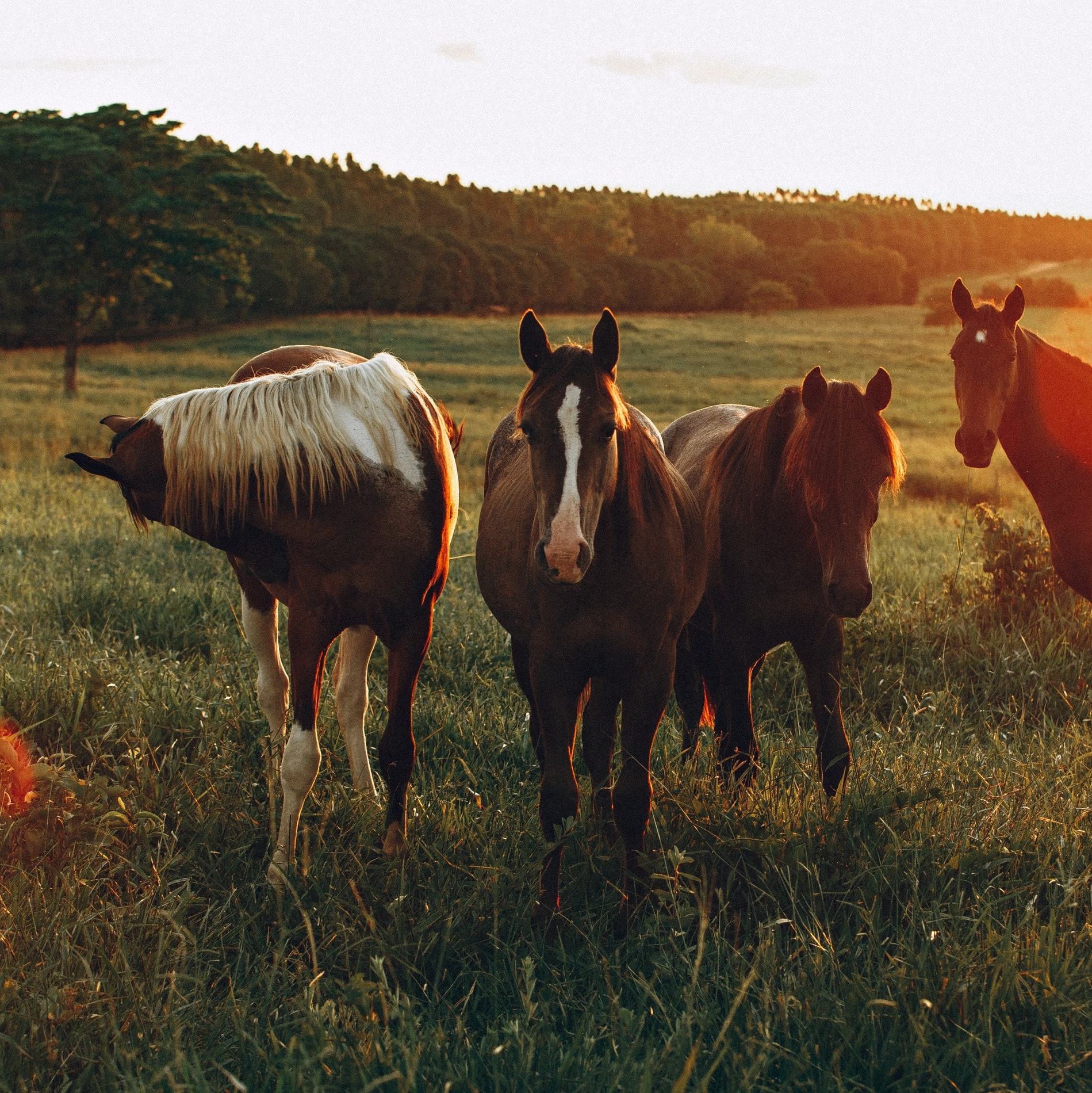 Equine & Livestock