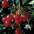 CHERRY 'MONTMORENCY' 15G SDWF