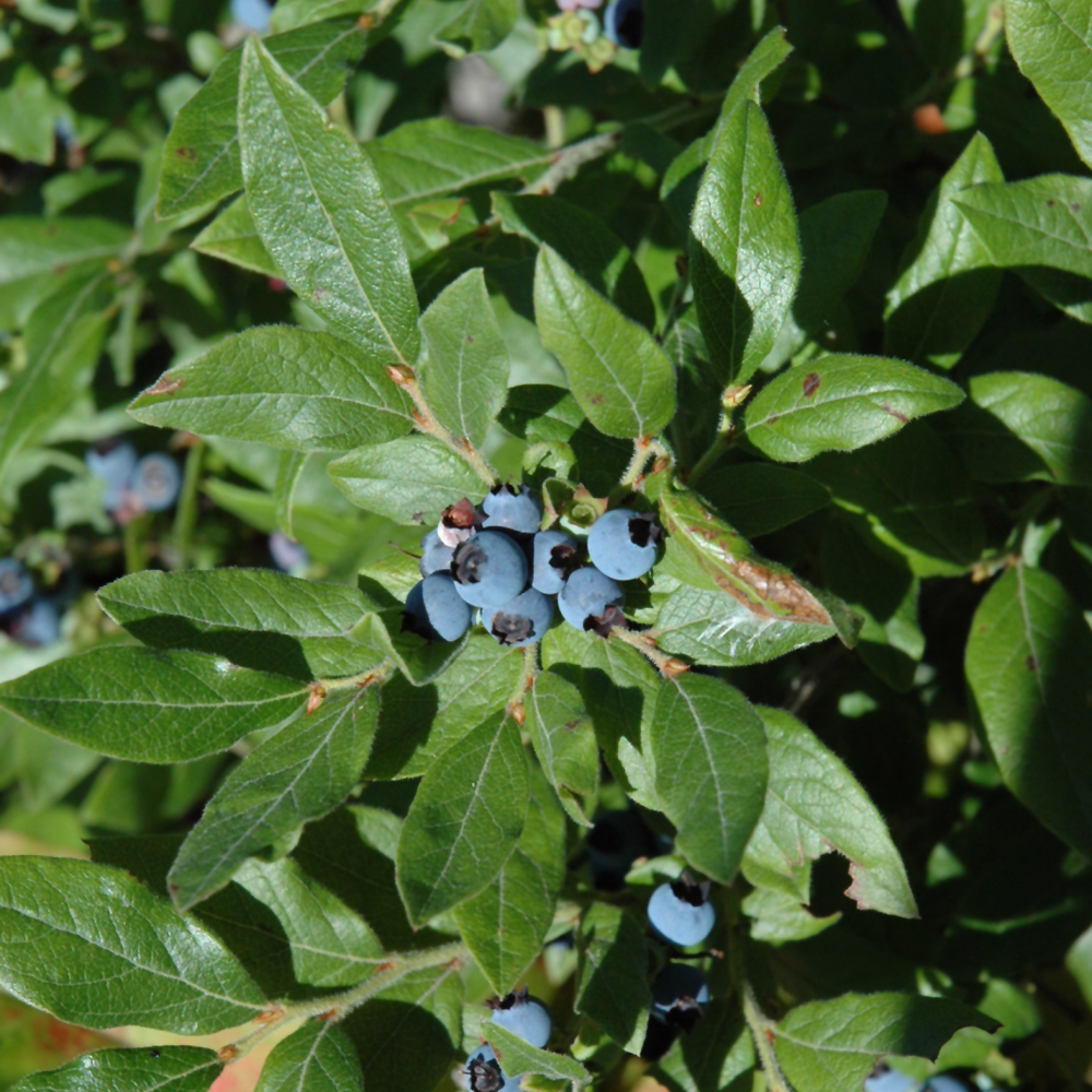 BLUEBERRY LOWBUSH 2G