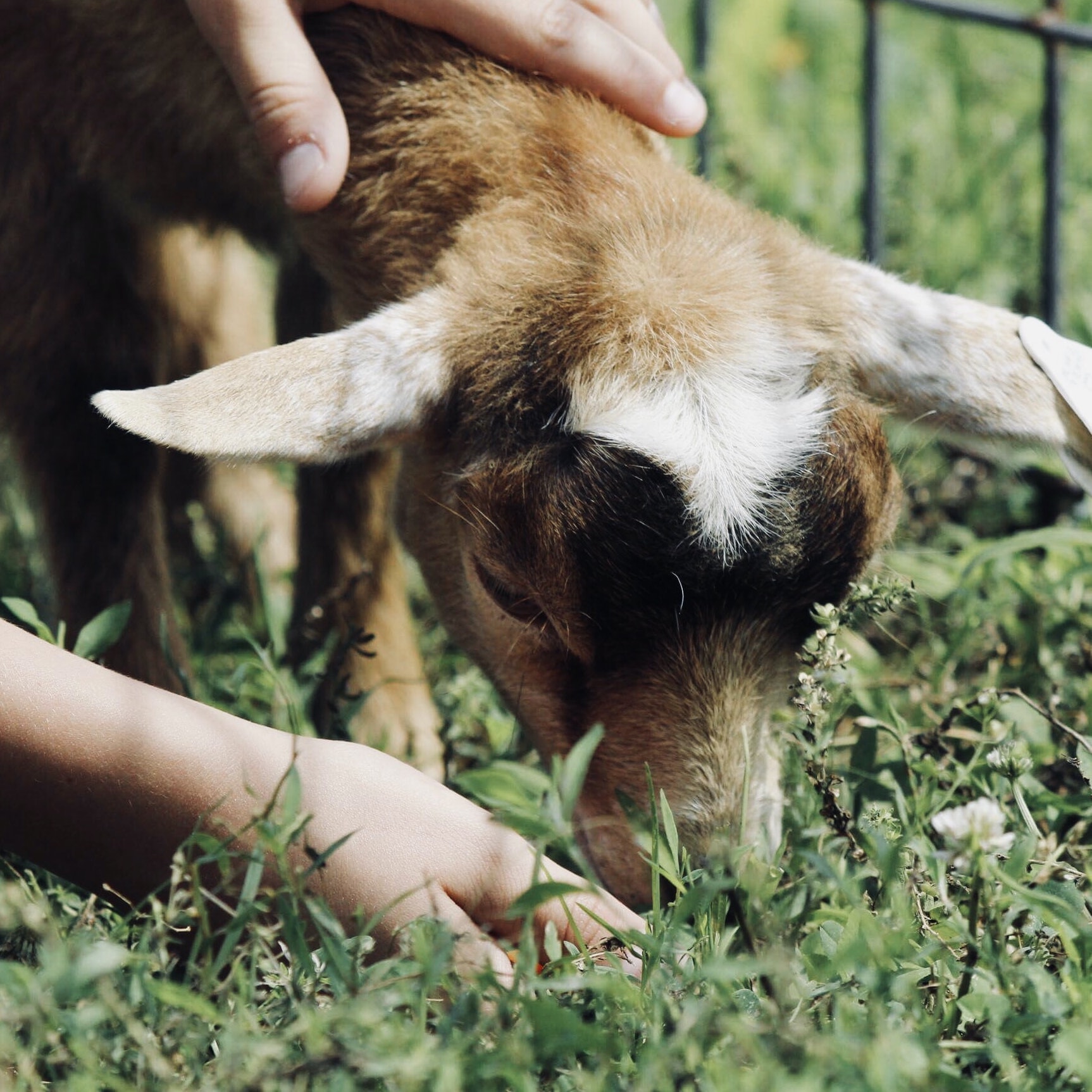 Livestock Feed