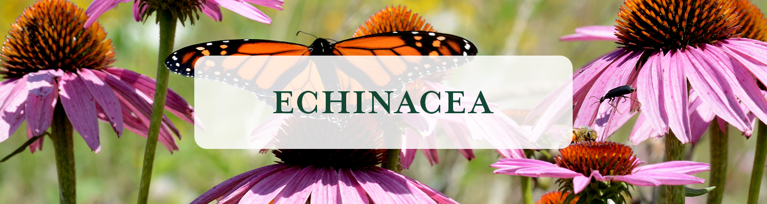 Echinacea