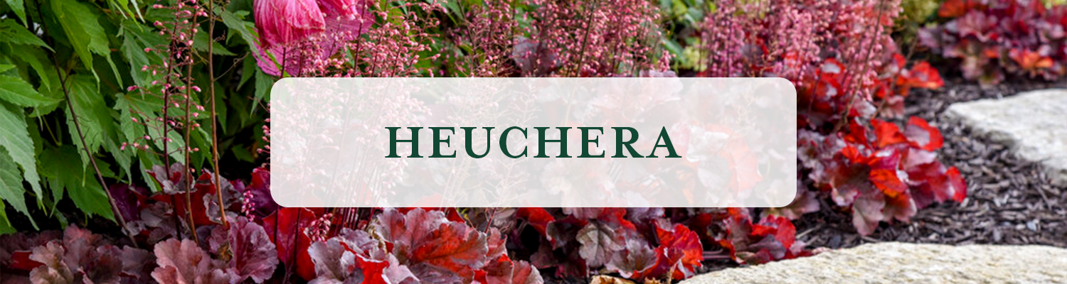 Heuchera and Heucherella