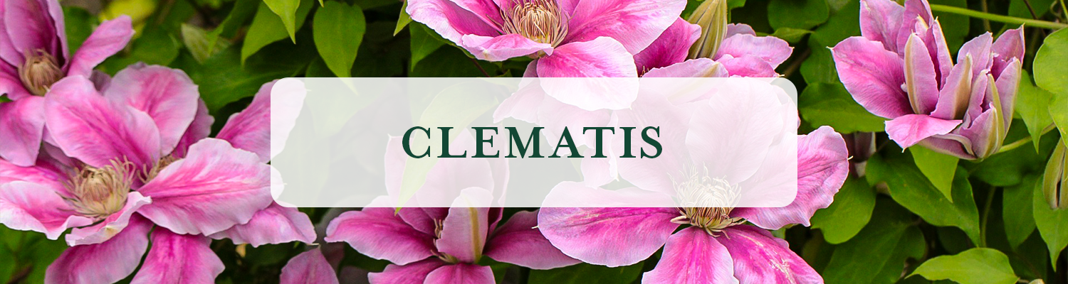 Clematis