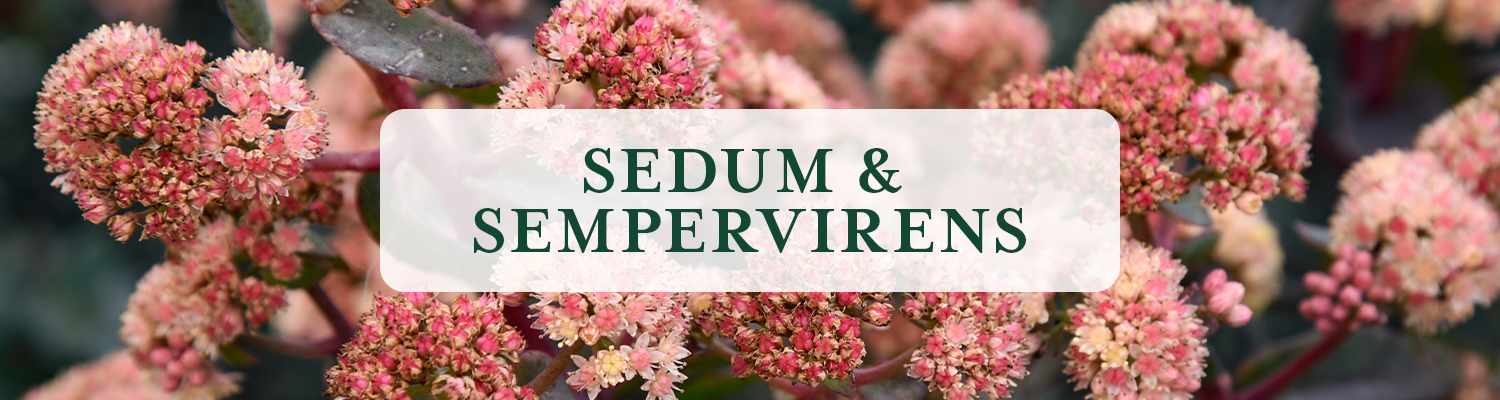 Sedum & Sempervirens