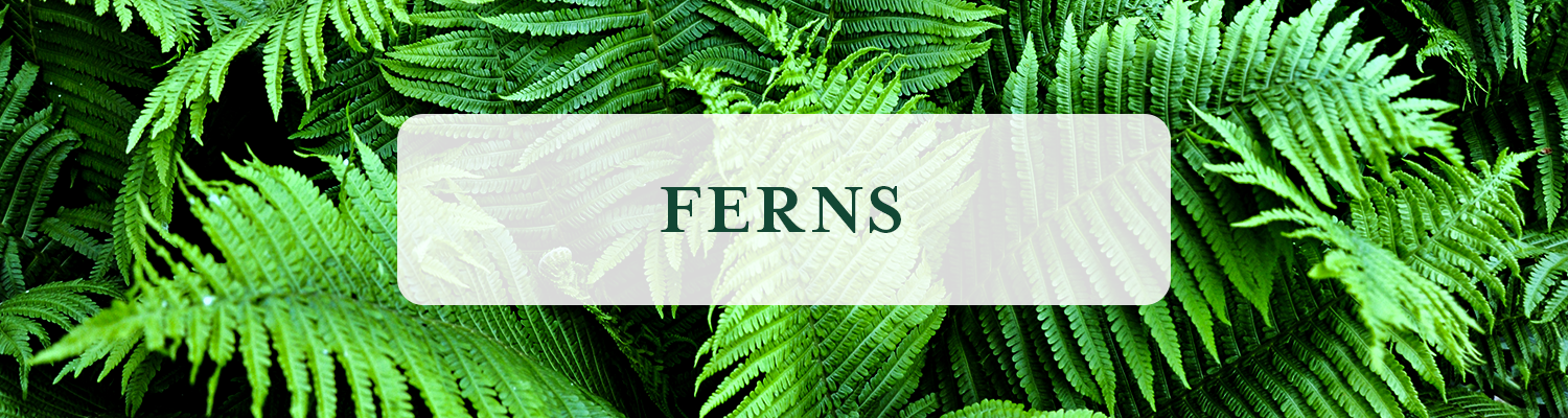 Ferns