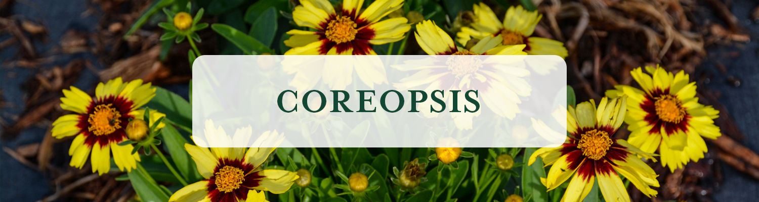 Coreopsis