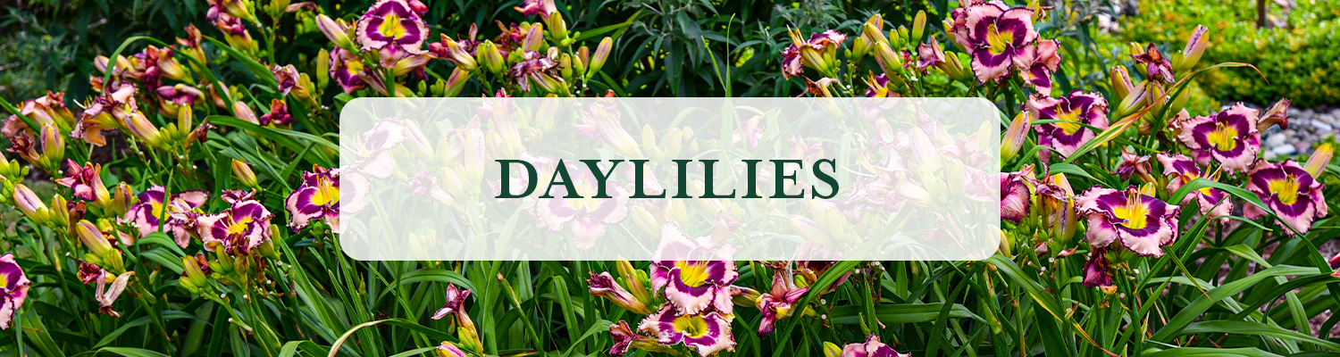 Daylilies