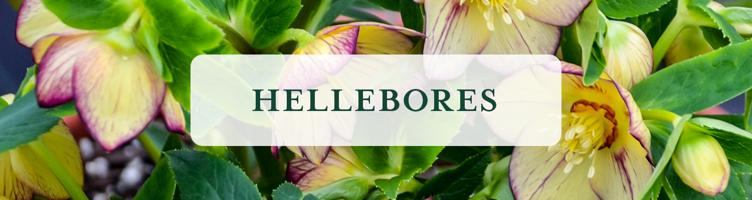 Hellebores