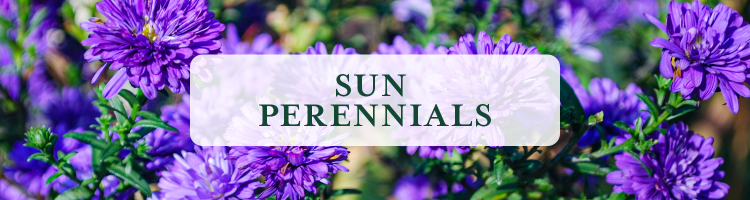 Sun 	Perennials