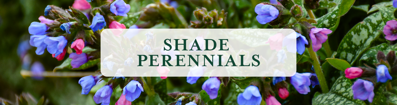 Shade Perennials