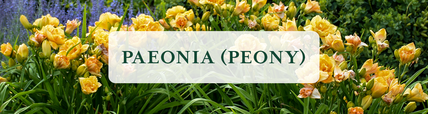Paeonia (Peony)
