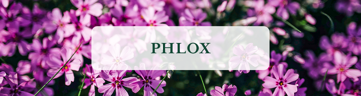 Phlox