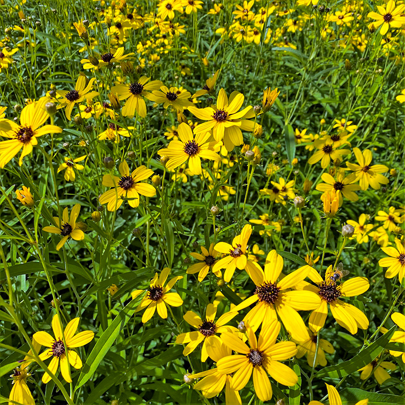COREOPSIS ’GOLD STANDARD’ 1G