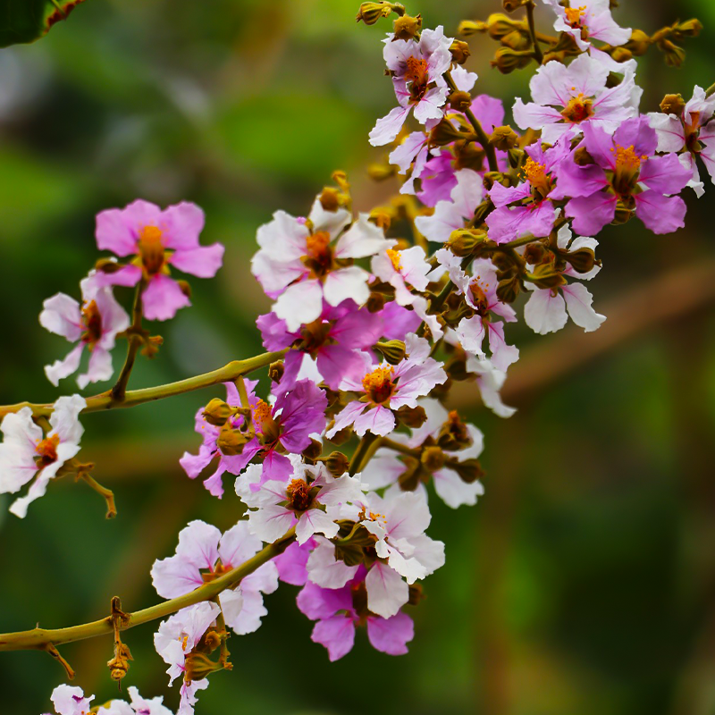 Crape Myrtles