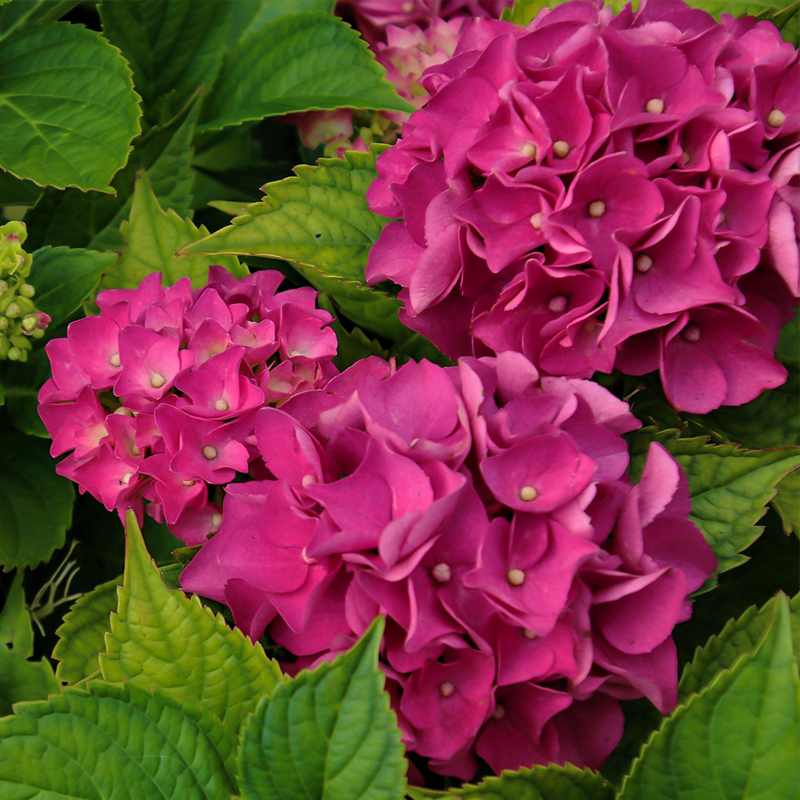 Hydrangea