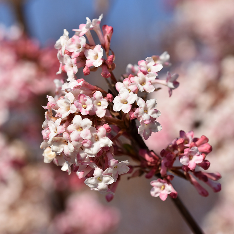 Viburnum