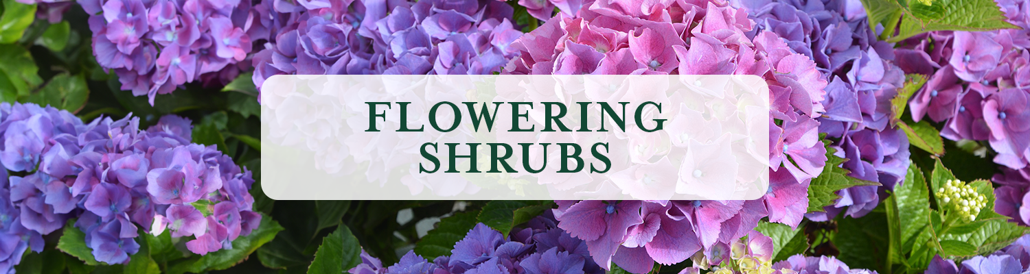 Flowering Shrubs