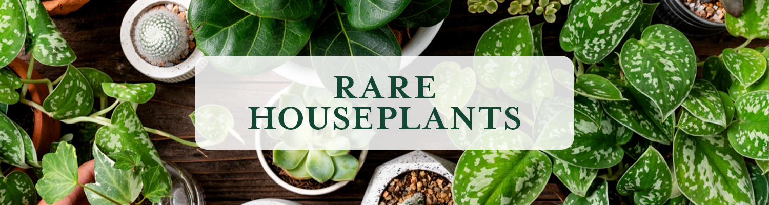 Rare Houseplants