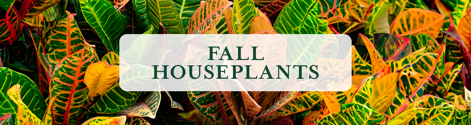 Fall Houseplants
