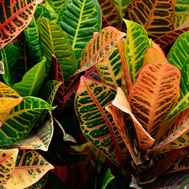 Fall Houseplants