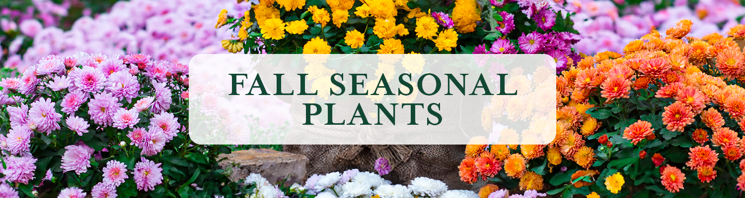 Fall Seasonal Plants