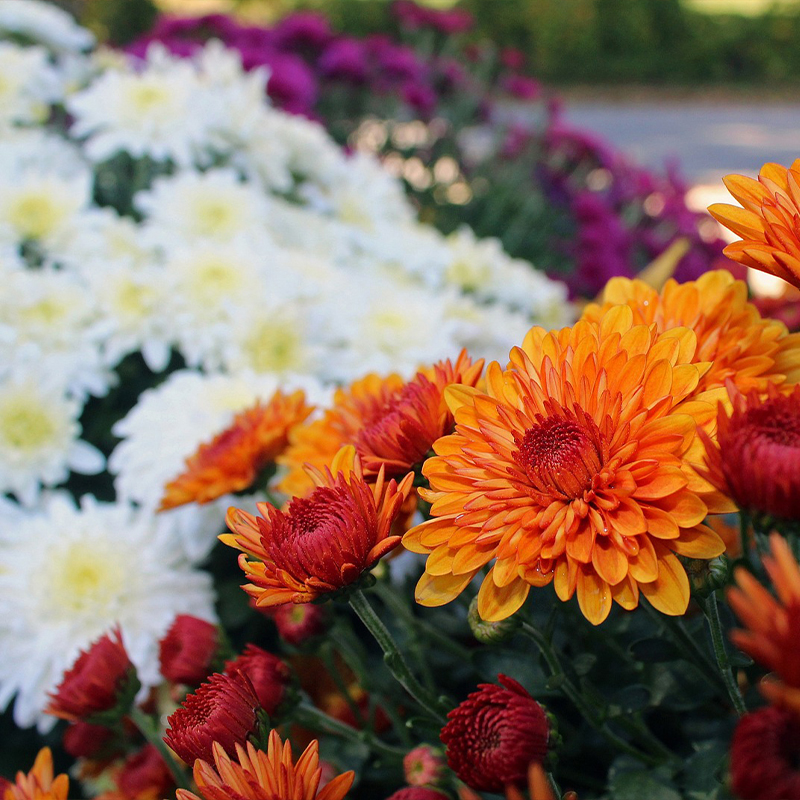 Chrysanthemums (Mums)