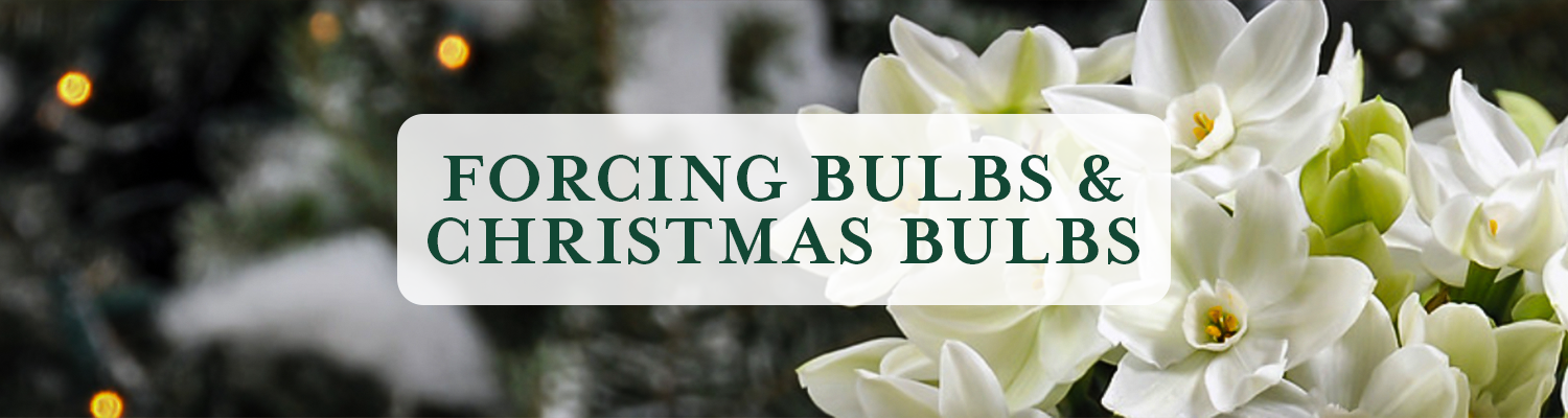 Forcing Bulbs & Christmas Bulbs