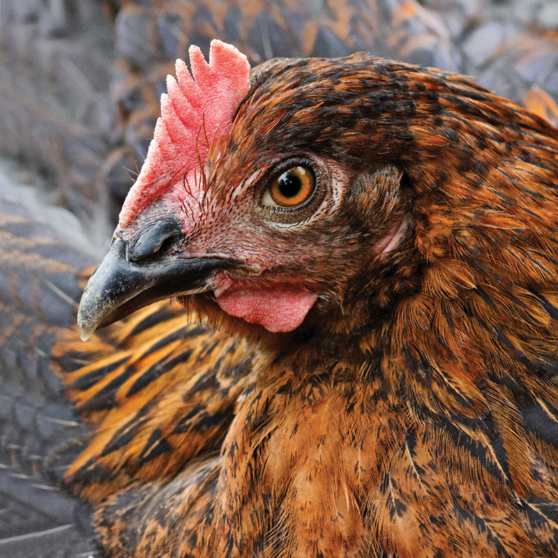 Black Copper Maran Chick