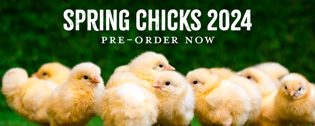 Spring 2024 Chick Pre-Order