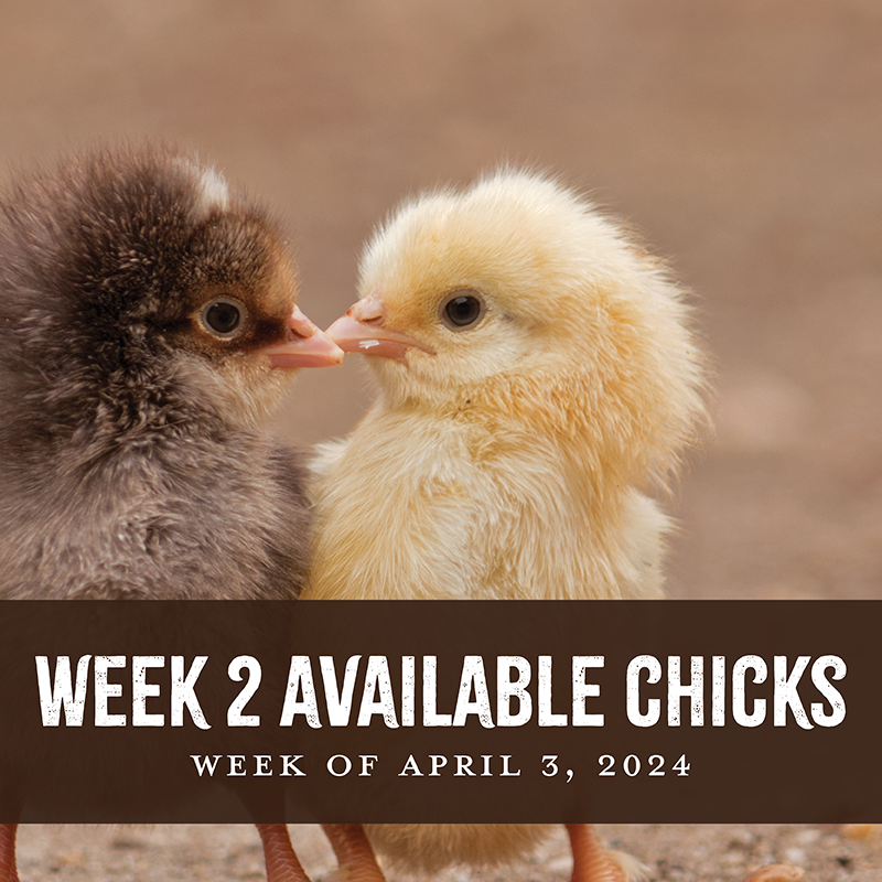 Week 2 Chicks