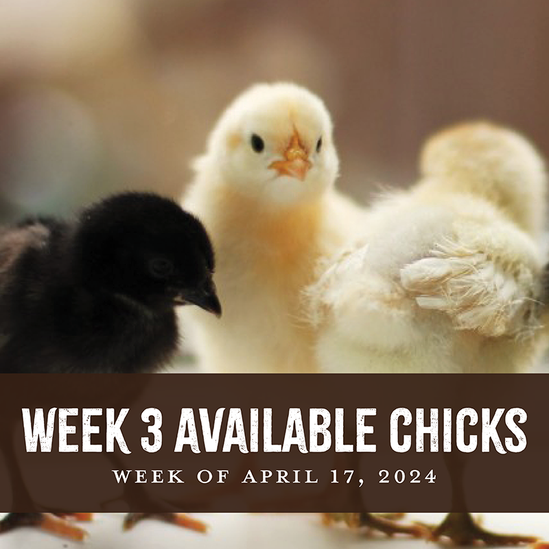 Week 3 Chicks 